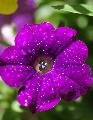 Immagine acceso Fiore bellissimo con petali di un viola acceso e rugiada