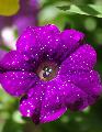 Fiore bellissimo con petali di un viola acceso e rugiada