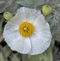 Immagine interno Fiore bianco con interno giallo e petali che formano un cerchio