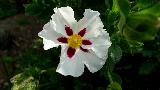 Immagine fiore bianco Fiore bianco con tanti piccoli coni rossastri al centro