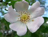 Immagine delicato Fiore bianco delicato con pistilli gialli