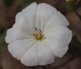 Fiore bianco di forma circolare