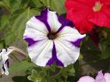 Immagine fiore bianco Fiore bianco e viola con petali che formano un cerchio