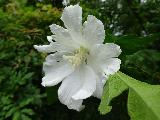 Immagine grande purezza Fiore bianco umido di rugiada che esprime grande purezza