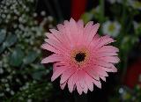 Fiore con moltissimi petali rosa