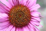 Fiore con petali rosa con venature bianche e parte centrale voluminosa