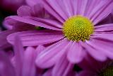 Fiore con petali viola e centro giallo spesso