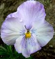 Immagine bene Fiore con petali violacei con del bianco sovrapposti molto bene