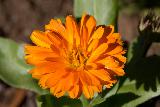 Immagine riflessi Fiore con tanti petali arancioni con riflessi gialli