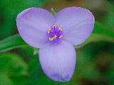 Fiore con tre petali violacei e pistilli gialli