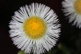 Fiore da vicino con grande centro giallo e tanti piccolissimi petali bianchi