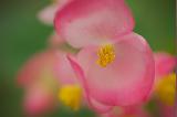 Fiore delicato di colore rosa sfumato nel bianco