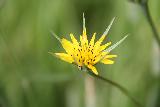 Immagine fiore giallo Fiore giallo complesso con punte