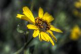 Immagine comune Fiore giallo comune che risalta nel prato