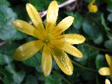 Immagine lunghi Fiore giallo con petali lunghi