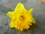 Immagine fosforescente Fiore giallo fosforescente molto bello con petali insoliti