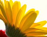Immagine profilo Fiore macro di profilo con bei petali gialli su sfondo bianco