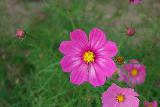 Immagine uniforme Fiore molto bello di colore fucsia non uniforme