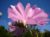 Fiore rosa ravvicinato con sfondo di cielo blu
