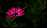 Immagine buio Fiore rosso in prato verde scuro molto buio