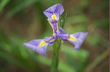 Immagine fiore stravagante Fiore stravagante con tre petali viola con venature gialle