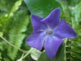 Immagine verdi Fiore viola con sfondo di foglie verdi rigogliose