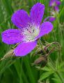 Fiore viola di campo con erba