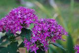Immagine viola Fiorellini viola raggruppati
