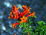 Immagine fiori Fiori arancioni che risaltano su sfondo celestino con erba verde vivo