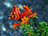 Immagine celestino Fiori arancioni che risaltano su sfondo celestino con erba verde vivo