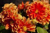 Immagine fiori Fiori arancioni con petali che appaiono molto carnosi