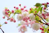 Immagine fiori Fiori bellissimi tra cui dolci fiori di ciliegio su sfondo bianco