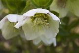 Fiori bianchi a forma di campana