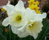 Immagine fiori Fiori bianchi bellissimi con interno che si apre sopra i petali
