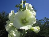 Immagine fiori Fiori bianchi che sembrano altoparlanti