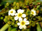 Immagine fiori Fiori bianchi con del giallo al centro