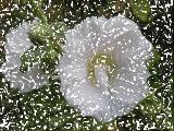 Immagine fiori Fiori bianchi di alcea tra moltitudine di chiazze bianche in aria