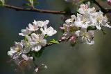 Fiori bianchi molto delicati su rametti