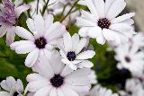 Immagine fiori Fiori bianchi ravvicinati che esprimono delicatezza