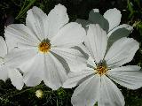 Immagine fiori Fiori bianchi ravvicinati molto carini