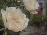 Fiori bianchi simili a rose