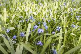Immagine fiori Fiori celestini nascosti da erba alta