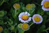 Immagine fiori Fiori che ricordano le margherite