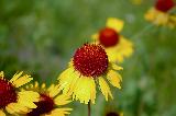 Immagine fiori Fiori con grossa parte centrale e piccoli petali gialli verso il basso