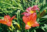 Immagine colore Fiori con petali di colore arancione e giallo