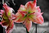 Immagine sfumature Fiori dalle mille sfumature rossastre con presenza di bianco e verde