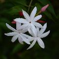 Immagine fiori Fiori di colore bianco latte con petali disposti ad elica