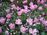Immagine fiori Fiori di colore rosa con sfumature bianche