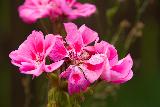 Fiori di colore rosa e fucsia che emergono dal verde