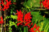 Immagine colore Fiori di colore rosso acceso tra la vegetazione